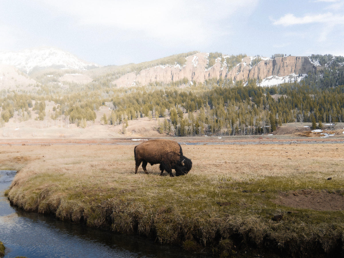 Jacques Marie Mage x Yellowstone Forever: Limited Edition Collaboration